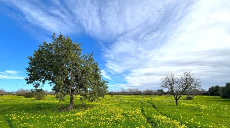 Balearic Islands - Campos - 14200m2