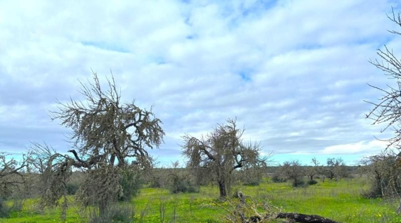 Balearic Islands - Campos - 14200m2