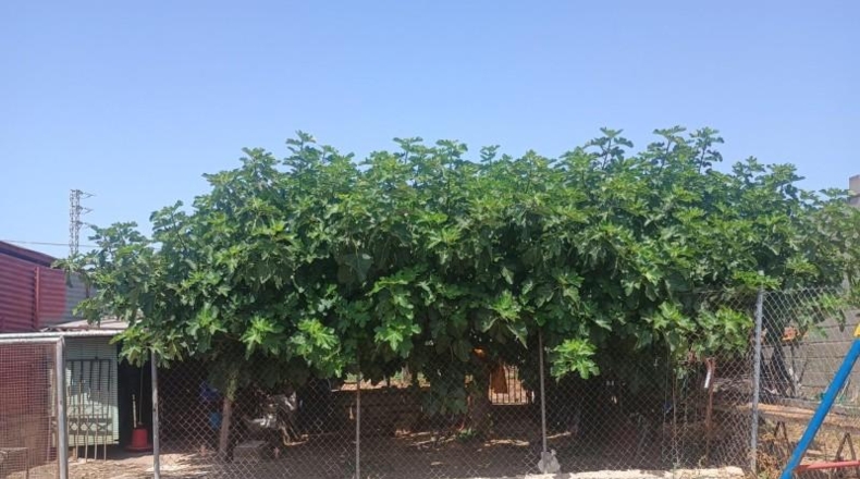 Huelva - Cartaya - 5000m2