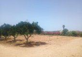 Chalet independiente con terreno en venta en la España, Cartaya, ref: TR414921 foto