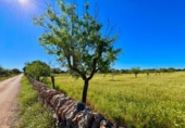 Terreno no urbanizable en venta en la España, Santanyí, ref: TR395238 foto