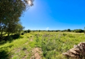 Terreno no urbanizable en venta en la España, Santanyí, ref: TR395238 foto