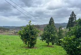 Coaña 3940&nbsp;m²