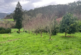 Coaña 3940&nbsp;m²