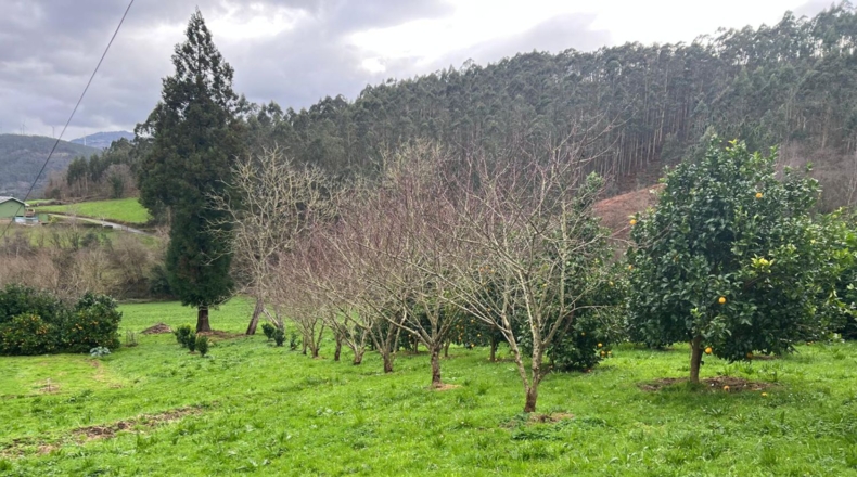 Asturias - Coaña - 3940m2