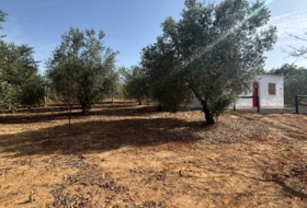 Almonte 2000&nbsp;m²