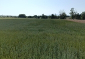 Terreno no urbanizable en venta en la España, Ibeas de Juarros, ref: TR414978 foto