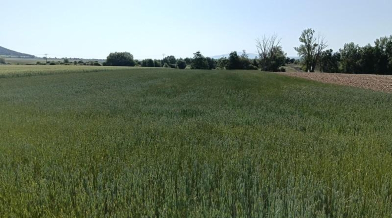 Burgos - Ibeas de Juarros - 4490m2
