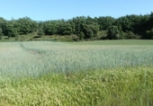 Terreno no urbanizable en venta en la España, Ibeas de Juarros, ref: TR414978 foto