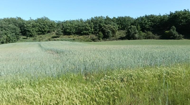 Burgos - Ibeas de Juarros - 4490m2