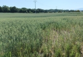 Terreno no urbanizable en venta en la España, Ibeas de Juarros, ref: TR414978 foto