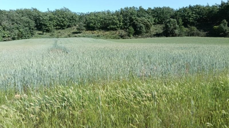Burgos - Ibeas de Juarros - 4490m2