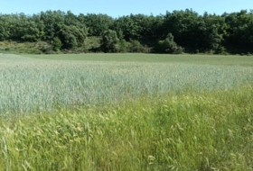 Foto 13