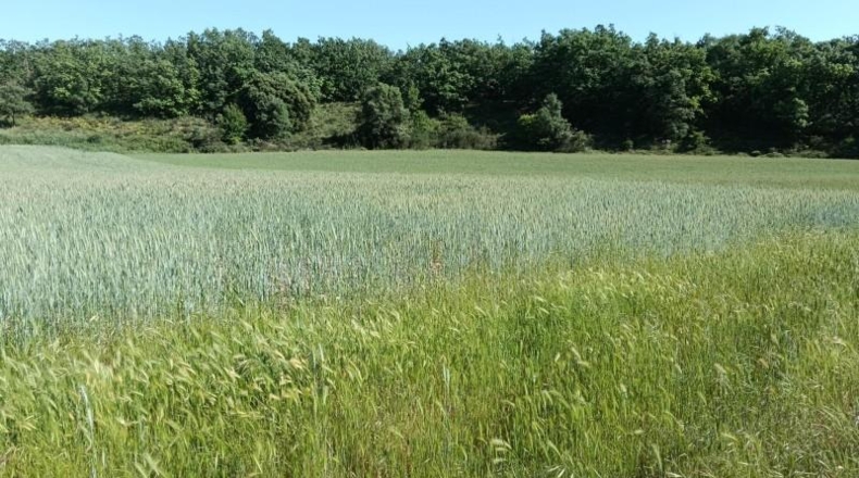 Burgos - Ibeas de Juarros - 4490m2