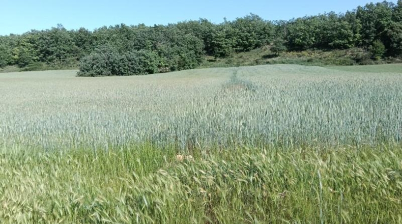 Burgos - Ibeas de Juarros - 4490m2