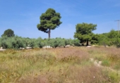 Terreno no urbanizable en venta en la España, Blanca, ref: TR405924 foto