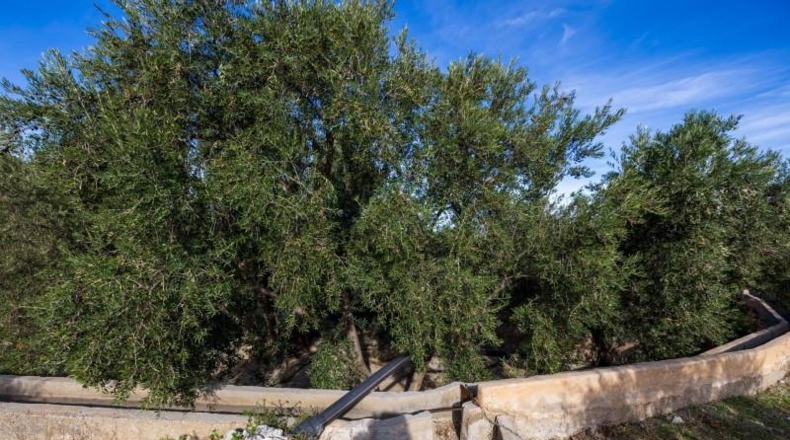 Гранада - Pinos del Valle - 3512m2