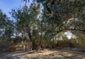 Terreno no urbanizable en venta en la España, Pinos del Valle, ref: TR414989 foto