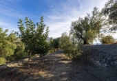 Terreno no urbanizable en venta en la España, Pinos del Valle, ref: TR414989 foto