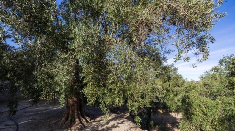Гранада - Pinos del Valle - 3512m2
