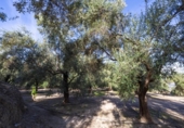 Terreno no urbanizable en venta en la España, Pinos del Valle, ref: TR414989 foto