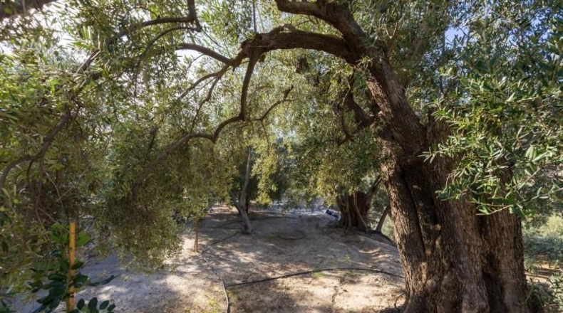 Гранада - Pinos del Valle - 3512m2