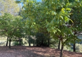 Chalet independiente con terreno en venta en la España, Chelva, ref: TR414999 foto