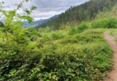 Non-developable land for sale on España, Llodio, ref: TR236257 photo