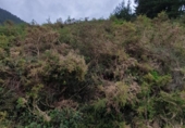 Non-developable land for sale on España, Llodio, ref: TR236257 photo