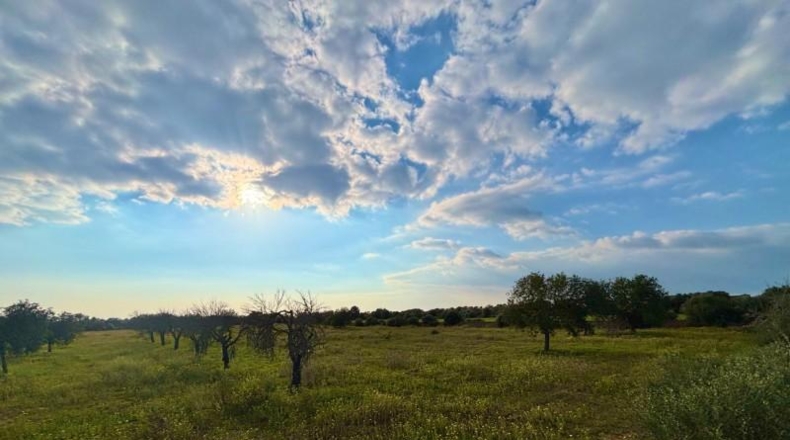 Балеарские острова - Lluchmayor - 15000m2