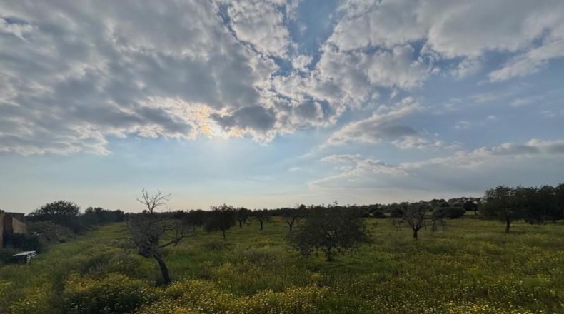 Балеарские острова - Lluchmayor - 15000m2