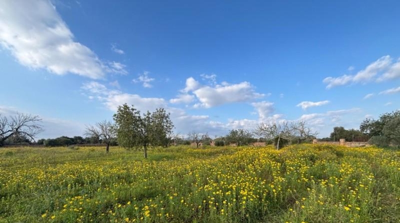 Балеарские острова - Lluchmayor - 15000m2