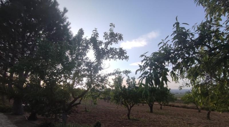 Alicante - Pinoso - 5170m2