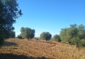 Terreny no urbanitzable en venda a la España, Niebla, ref.: TR415118 foto