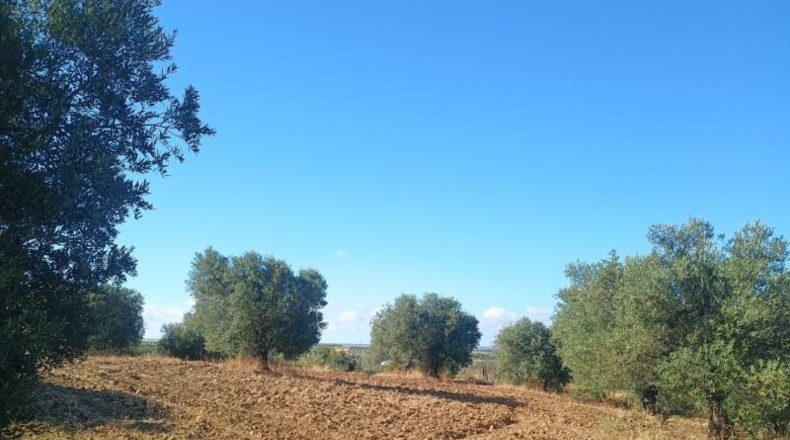 Huelva - Niebla - 17000m2