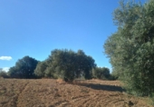 Terreny no urbanitzable en venda a la España, Niebla, ref.: TR415118 foto