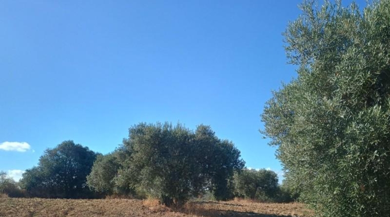 Huelva - Niebla - 17000m2