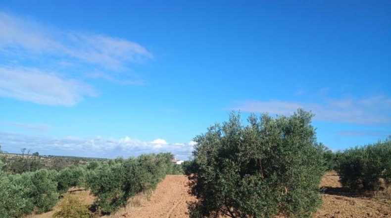 Huelva - Niebla - 17000m2