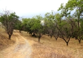 Finca rústica en venta en la España, Pinos Genil, ref: TR415150 foto
