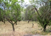 Finca rústica en venta en la España, Pinos Genil, ref: TR415150 foto
