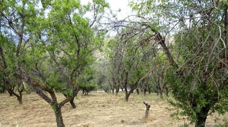 Гранада - Pinos Genil - 25000m2