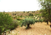 Finca rústica en venta en la España, Pinos Genil, ref: TR415150 foto