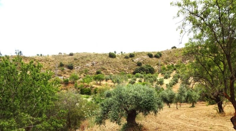 Гранада - Pinos Genil - 25000m2