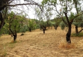 Finca rústica en venta en la España, Pinos Genil, ref: TR415150 foto