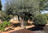 Chalet independiente con terreno en venta en la España, Llombai, ref: TR415205 foto