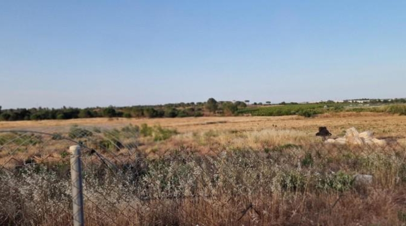 Huelva - Pinares de Lepe - 60000m2