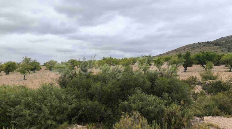 Albacete - Caudete - 33000m2