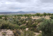 Masía con terreno en venta en Caudete ref: TR415308 foto