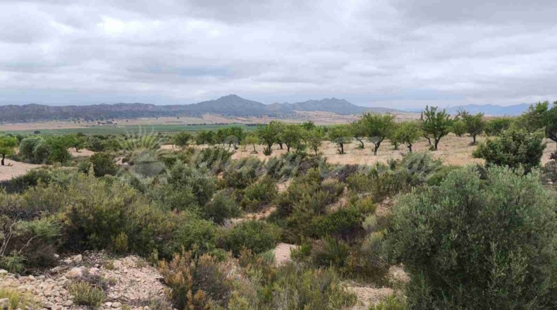 Albacete - Caudete - 33000m2