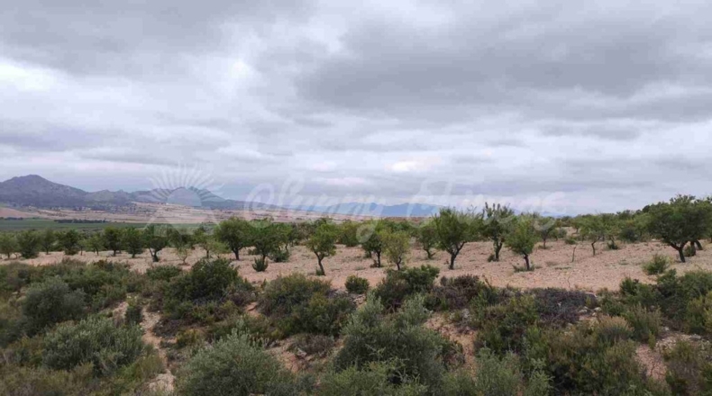 Albacete - Caudete - 33000m2